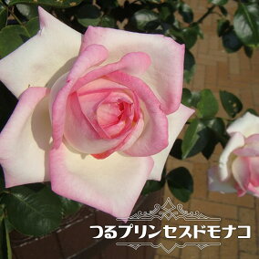 楽天市場 花の苗物 植物の種類 バラ 人気ランキング1位 売れ筋商品
